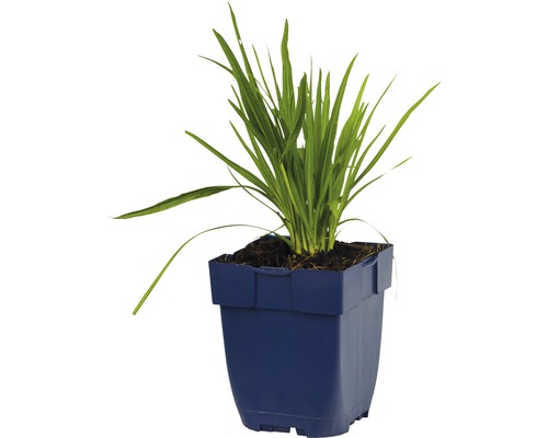 Bäckveronika i kruka