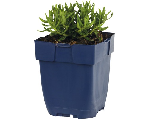 Grön växt i plastkruka