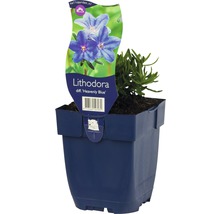 Lithodora Heavenly Blue växt i kruka