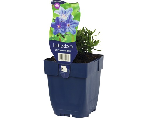 Lithodora Heavenly Blue växt i kruka