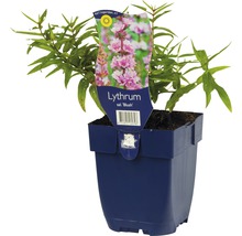 Fackelblomster ''Blush'' i kruka