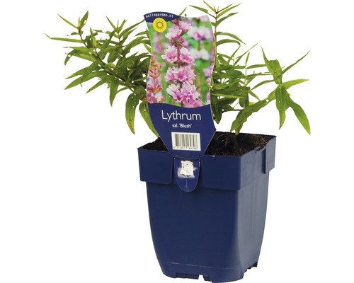 Fackelblomster ''Blush'' i kruka