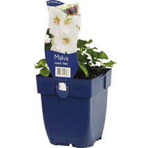 Myskmalva FLORASELF Malva moschata Alba 5-60cm co 0,5L