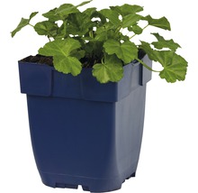 Myskmalva FLORASELF Malva moschata Alba 5-60cm co 0,5L