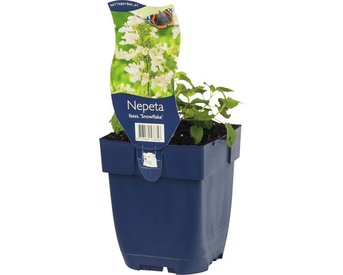 Nepeta faassenii Snowflake växt i kruka