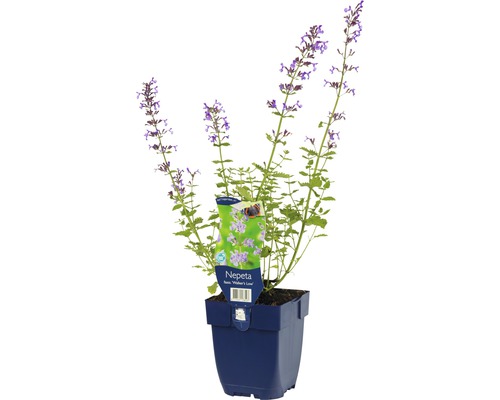 Nepeta växt i kruka
