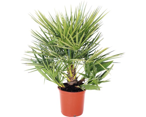 Dvärgpalm FLORASELF Chamaerops humilis Co 7,5L