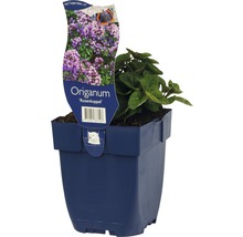 Mejram FLORASELF Origanum-sorten 'Rosen Kuppel' 5-20cm Co 0,5