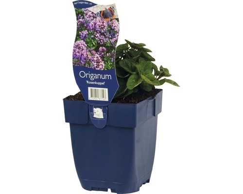 Kungsmynta Rosenkuppel i kruka