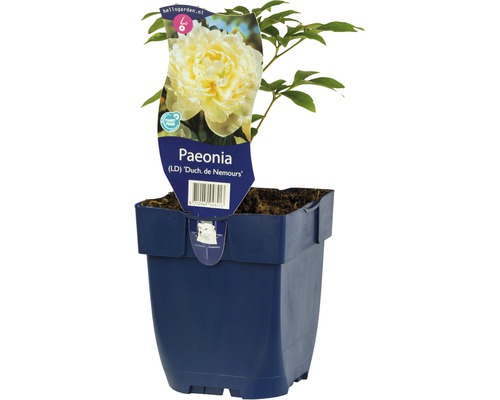 Pion vit FLORASELF Paeonia-Cultivars De Nemours 5-50cm Co 0,5L