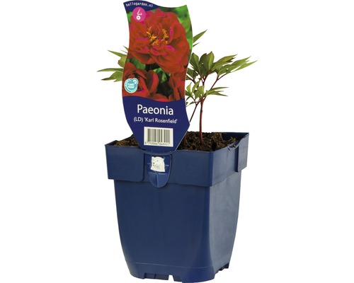 Röd pion FLORASELF Paeonia-sorten 'Karl Rosenfield' 5-80cm co 0,5L fyllda blommor