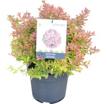 Berberis i kruka