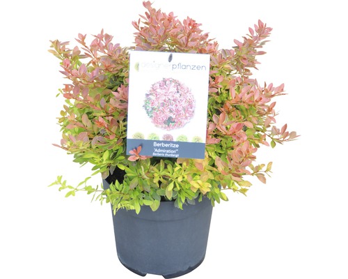 Berberis i kruka