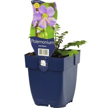 Blågull FLORASELF Polemonium careuleum 5-20cm Co 0,5L