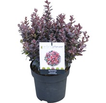 Berberis thunbergii Concorde i kruka