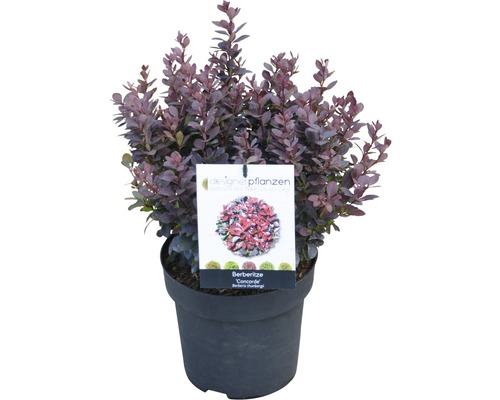 Berberis thunbergii Concorde i kruka