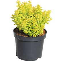 Berberis i kruka