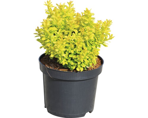 Berberis i kruka