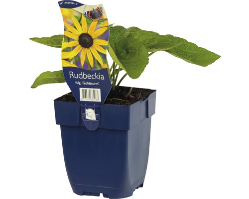 Rudbeckia Goldsturm i kruka