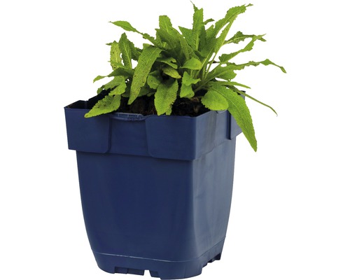 Växt i planteringskärl