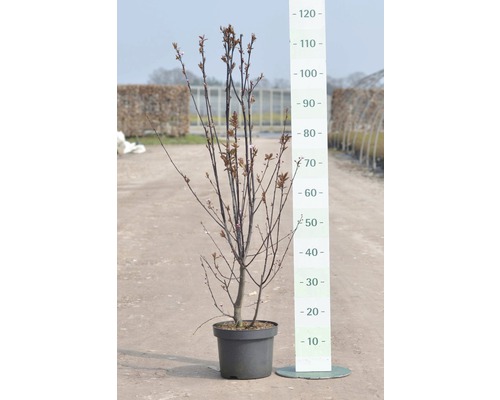 Blodplommon FLORASELF Prunus cerasifera 'Nigra' 40cm co 5L