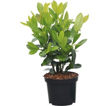 Lagerbuske i svart kruka