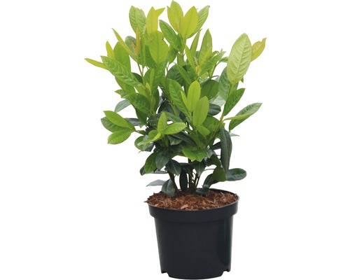 Lagerbuske i svart kruka