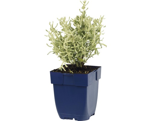 Cypress i kruka