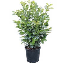 Lagerhägg FLORASELF Prunus laurocerasus Etna® 80-100 cm co 15L-thumb-4
