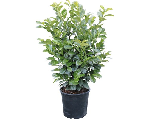 Lagerhägg i kruka för trädgården