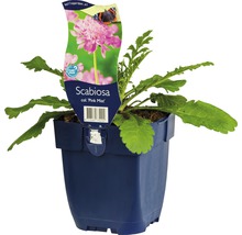 Skabiosa ''Pink Mist'' i kruka