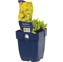 Gul fetknopp ''Yellow Queen'' i kruka