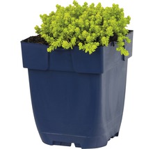 Fetknopp i blå blomkruka
