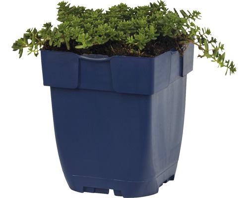 Fetknopp i blå blomkruka