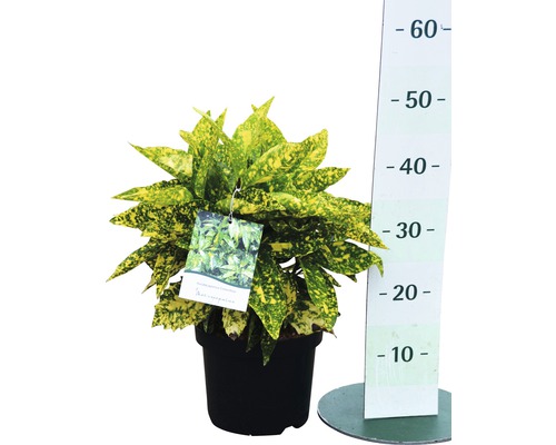 Codieum krukväxt i svart kruka med mätskala