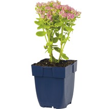 Fetknopp i kruka med rosa blommor och gröna blad