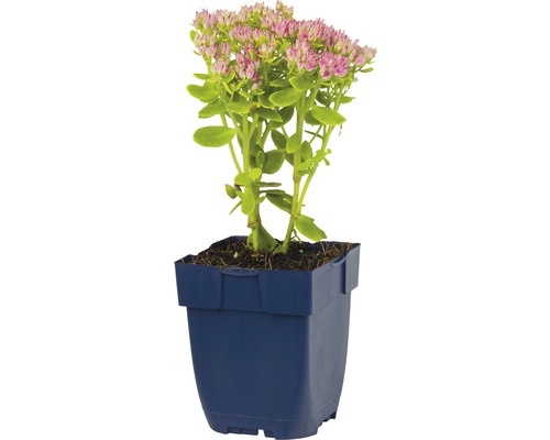 Fetknopp i kruka med rosa blommor och gröna blad