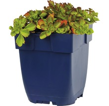 Kaukasiskt fetblad FLORASELF Sedum spurium Schorbuser Blut 5-10cm Co 0,5L