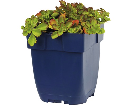 Fetknopp i planteringskärl