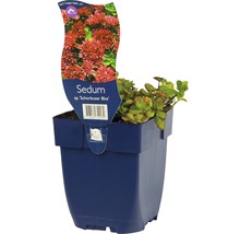 Kaukasiskt fetblad FLORASELF Sedum spurium Schorbuser Blut 5-10cm Co 0,5L