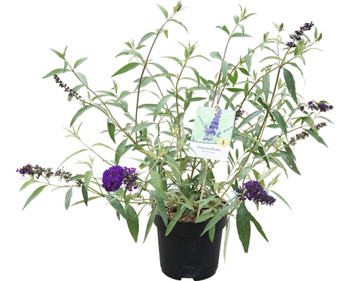 Fjärilsbuske i kruka med lila blommor och gröna blad