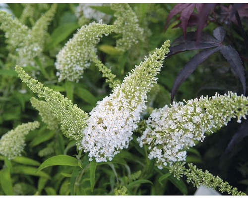Syrenbuddleja FLORASELF Buddleja davidii 'White Profusion' 60-80cm co 4,5L