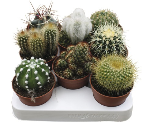 Kaktus mix FLORASELF 15-20cm Ø8,5cm tillfälligt sortiment