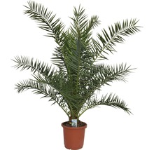 Kanariepalm FLORASELF Phoenix canariensis 120-140cm co 12L