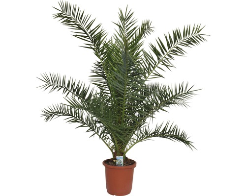 Dadelpalm i kruka