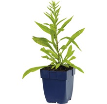 Höstrudbeckia i kruka