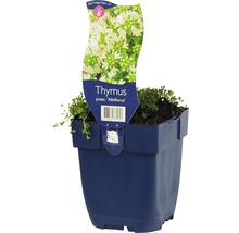Gråtimjan FLORASELF Thymus 'Albiflorus' ca 5cm Co 0,5L