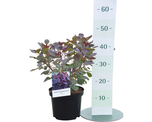 Liten perukbuske i kruka med höjdmått.