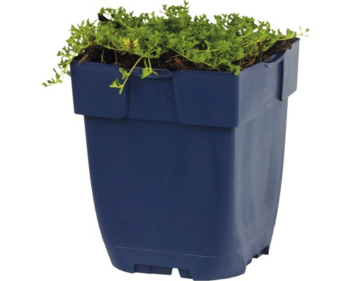 Blå blomlåda med gröna växter