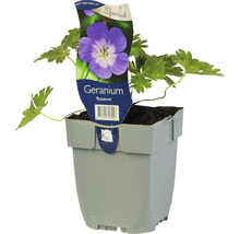 Geranium Rozanne i kruka